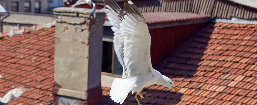 Residential Chimney Animal Removal Solution in Calabasas, CA